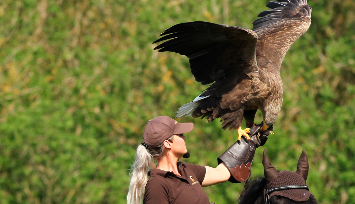 Eagleworld