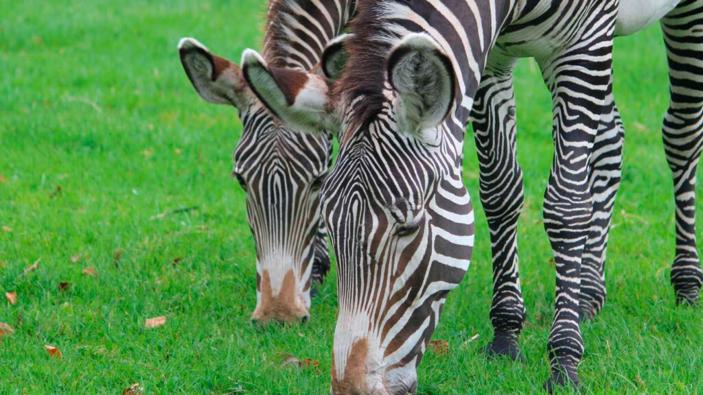 Zebra