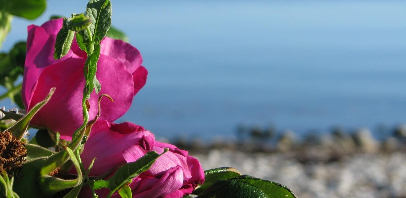 Blomster