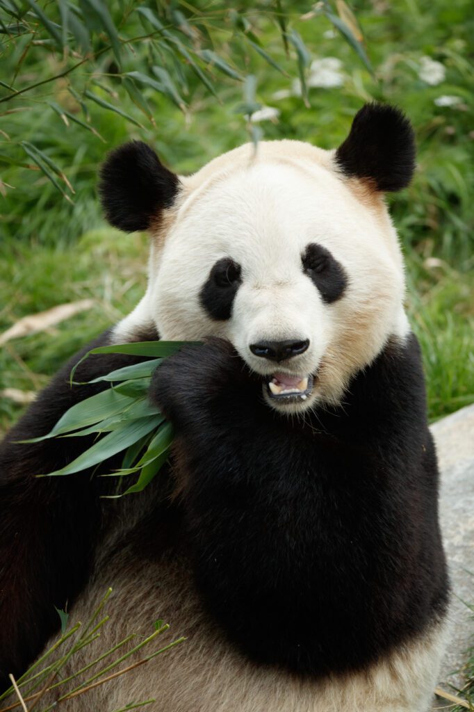 Panda i Københavns Zoo