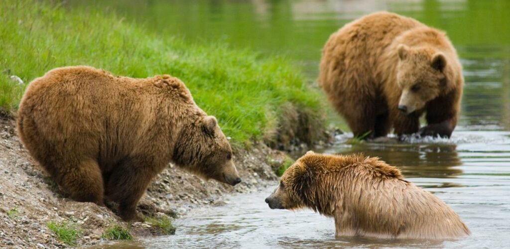 Topbillede skandinavisk dyrepark