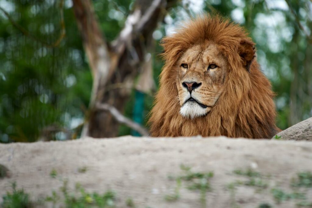 Løve i Odense Zoo