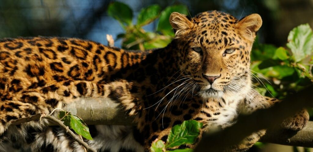 Leopard i Ree Park