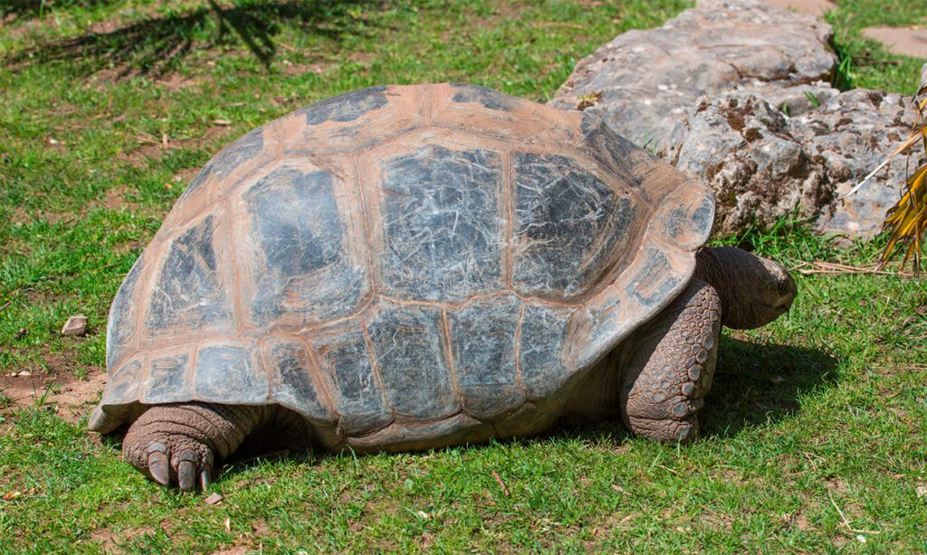 Skildpadde